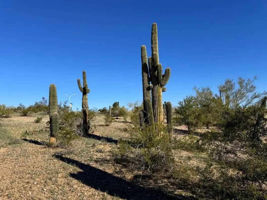 Saguaros lined up in the drone frame