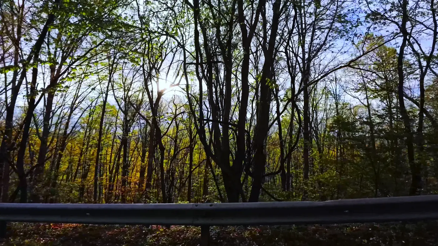 Spring trees along the Blue Ridge road