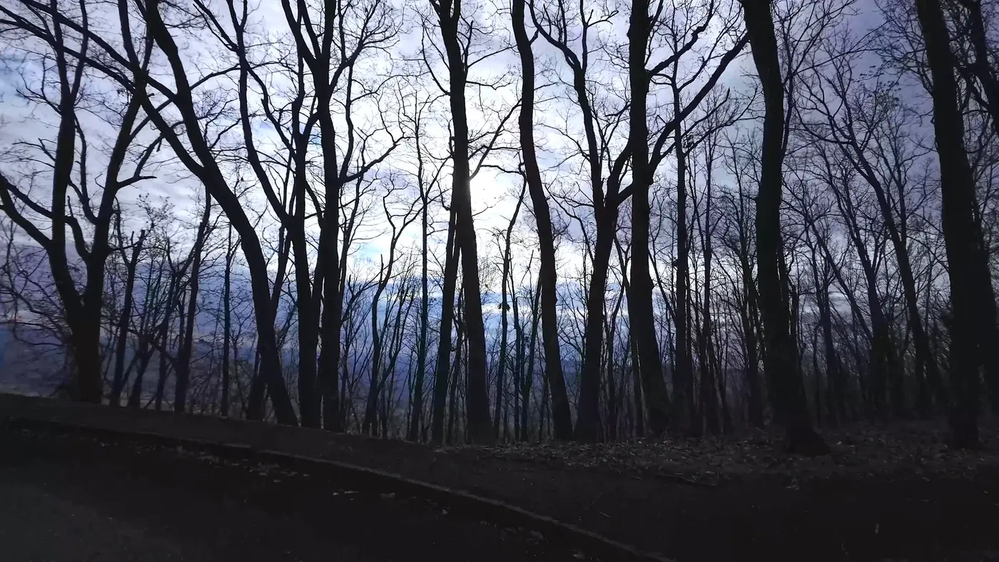 Dark trees before the view opens