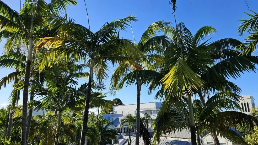 Key West / Orlando, Florida story photo 81