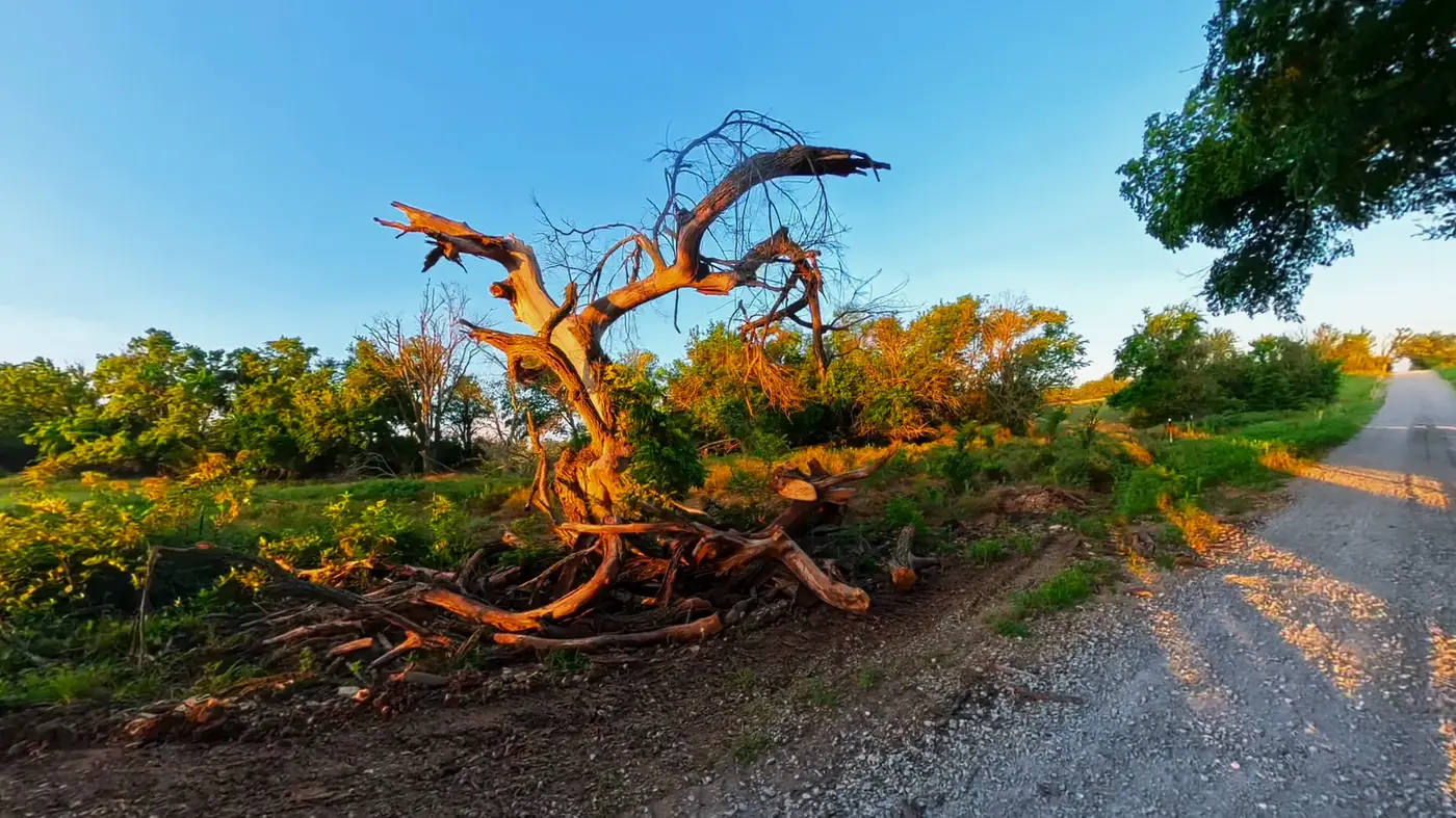 Dead tree sculpture beside the course
