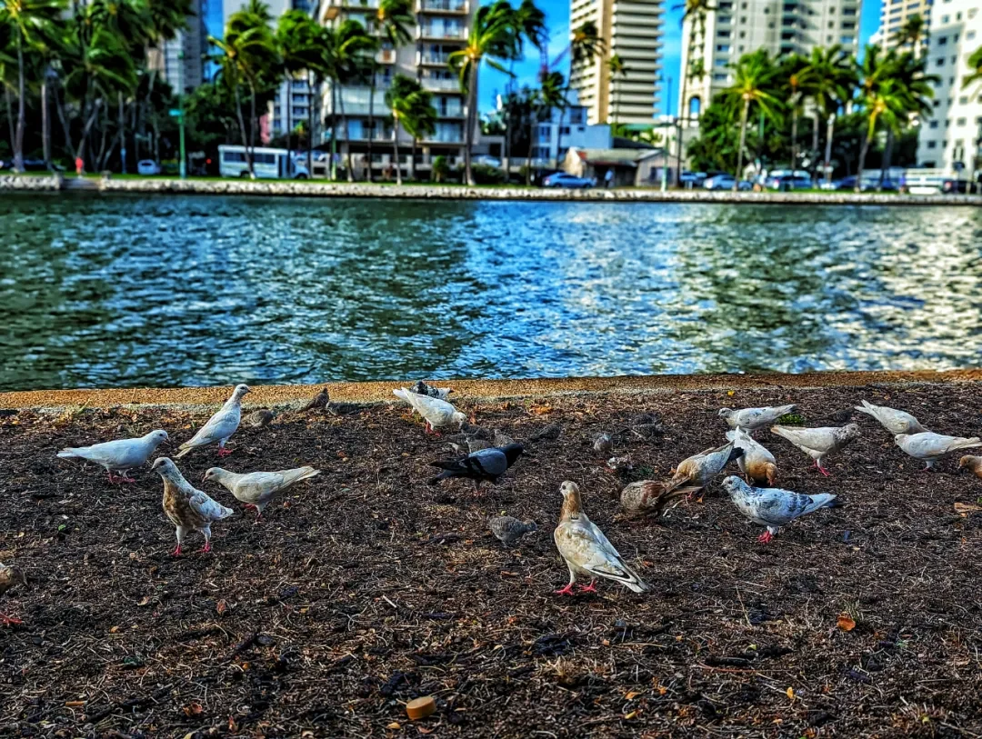 Honolulu travel photo 025