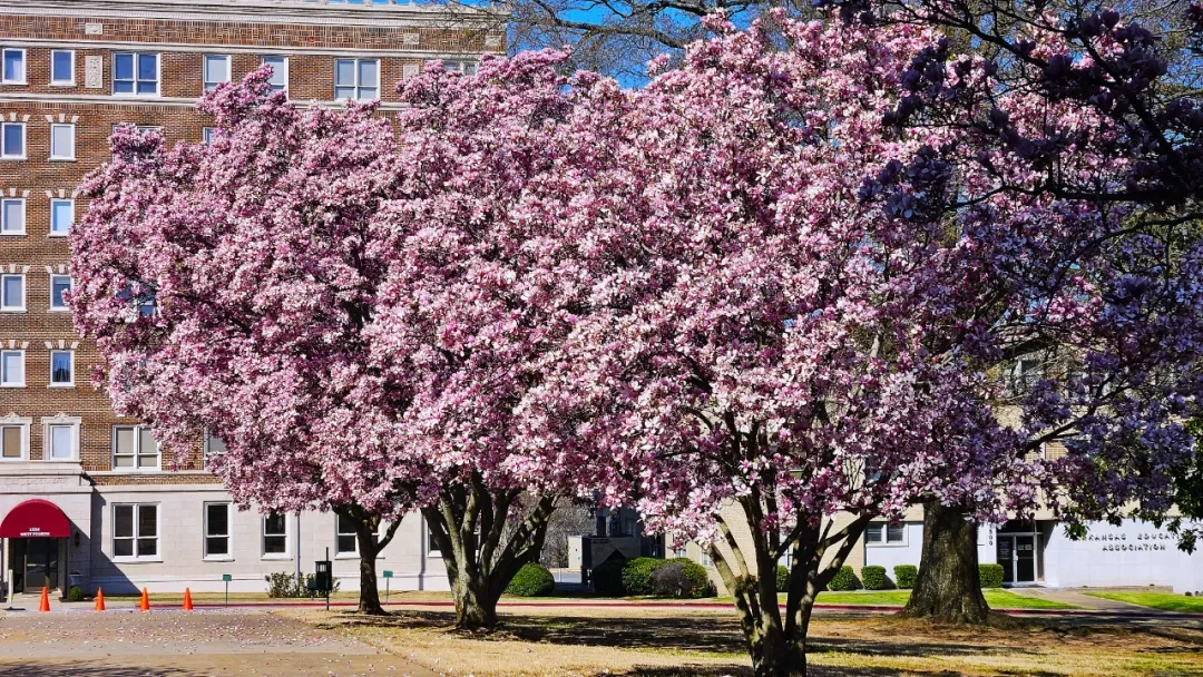 Magnolia flowers @Arsenan