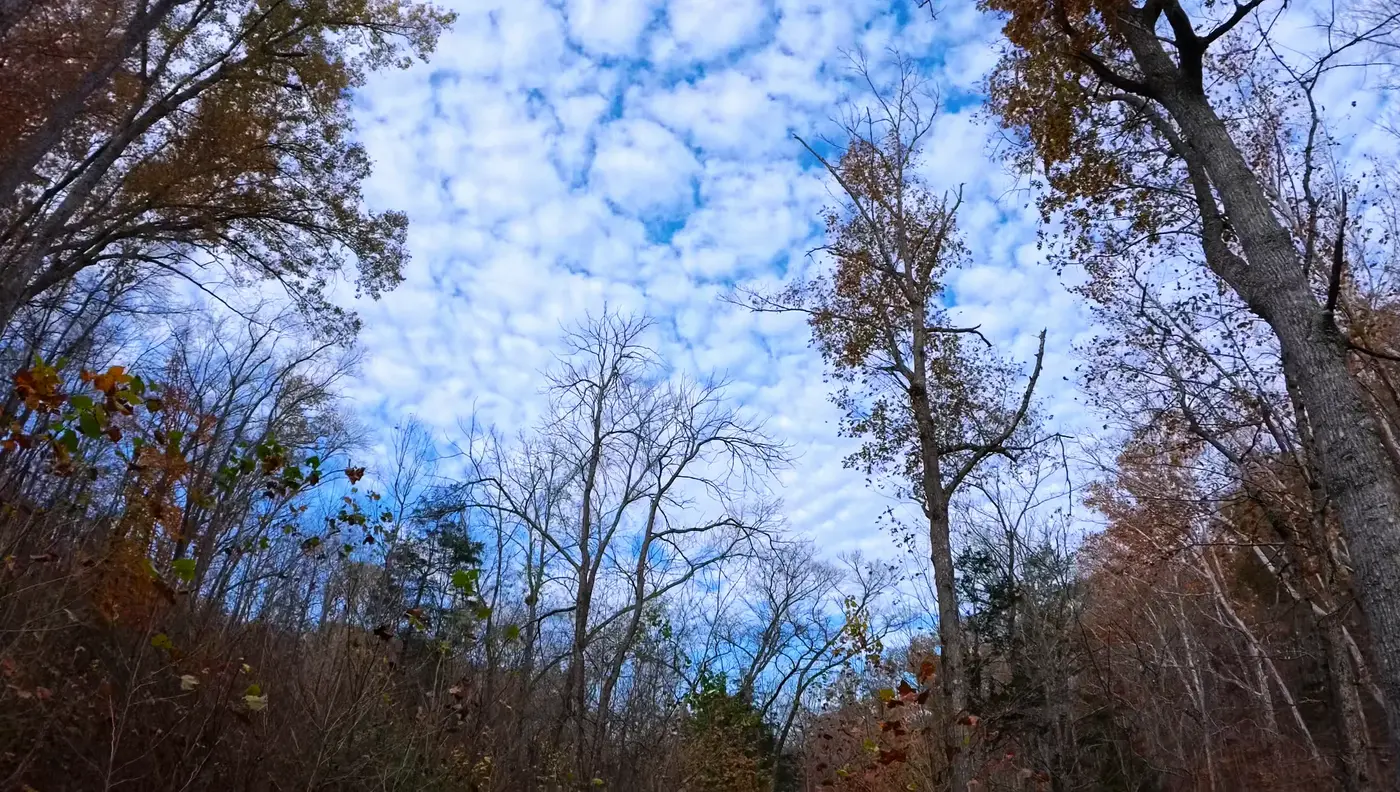 Looking up at late-fall branches and blue