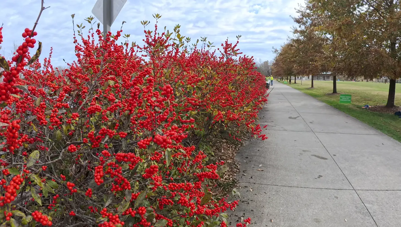 Red berries like little red flowers for