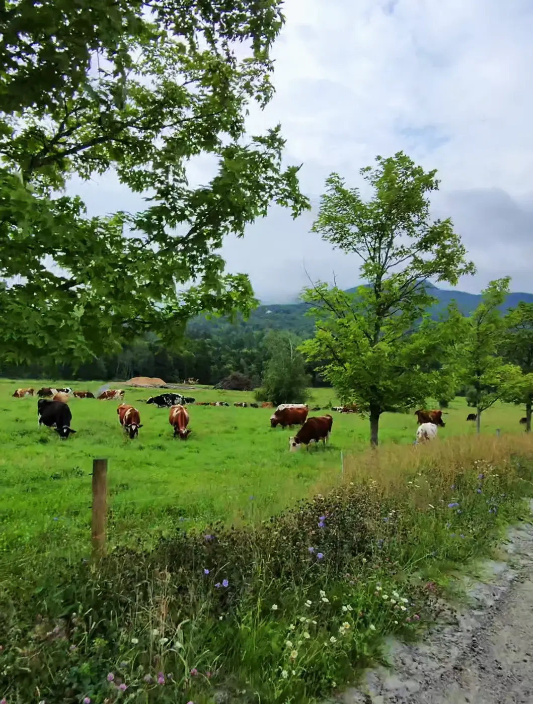 Cows grazing beside the course