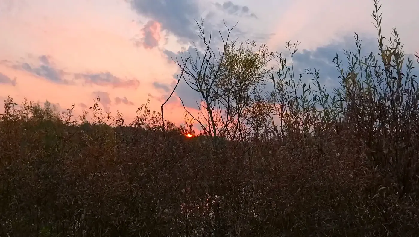 Sunrise through reeds