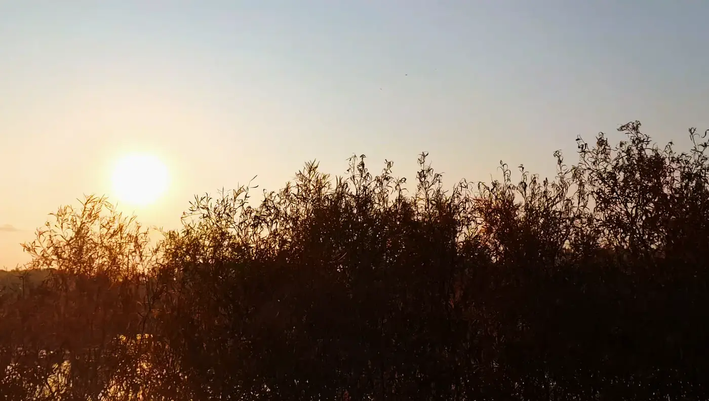 Sun behind tall grass