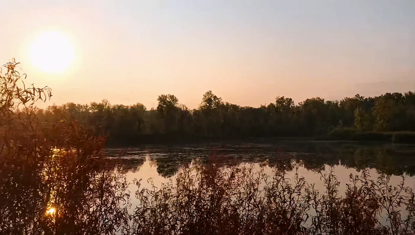 Reeds and water
