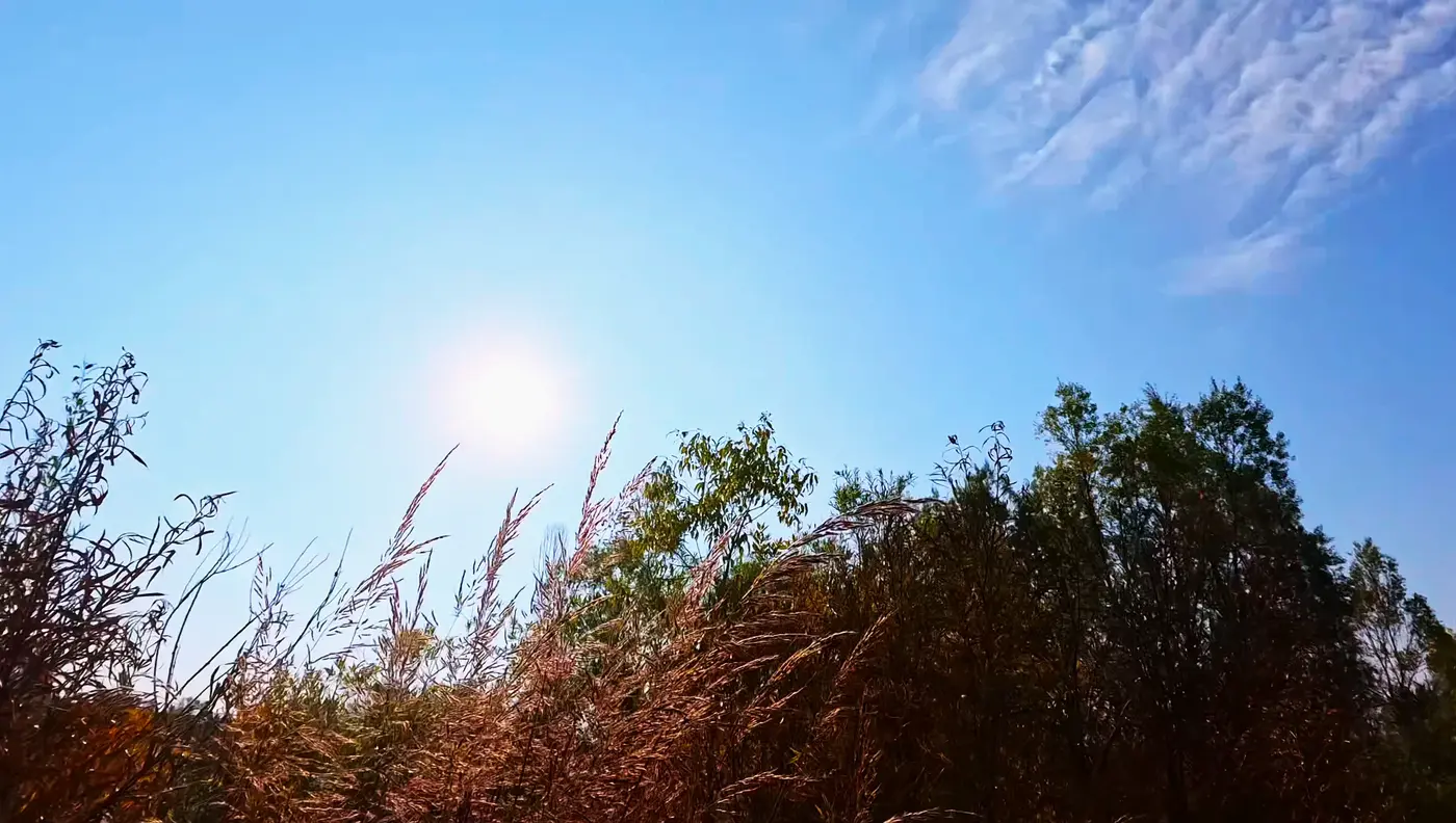 Blue sky and reeds