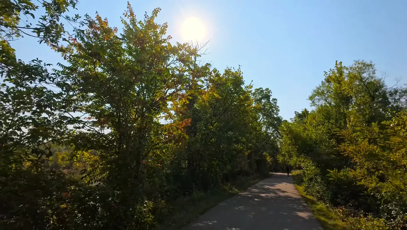 Sun through trees