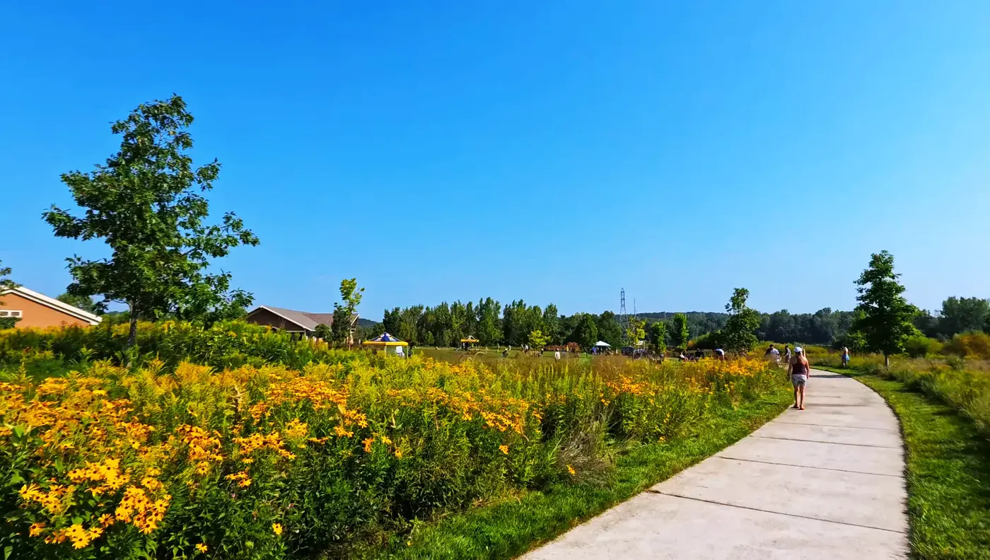 Yellow meadow flowers
