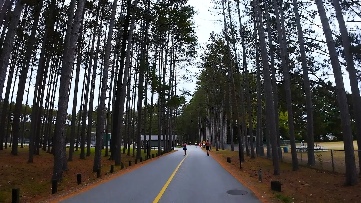 Tall pines forming a quiet tunnel late in