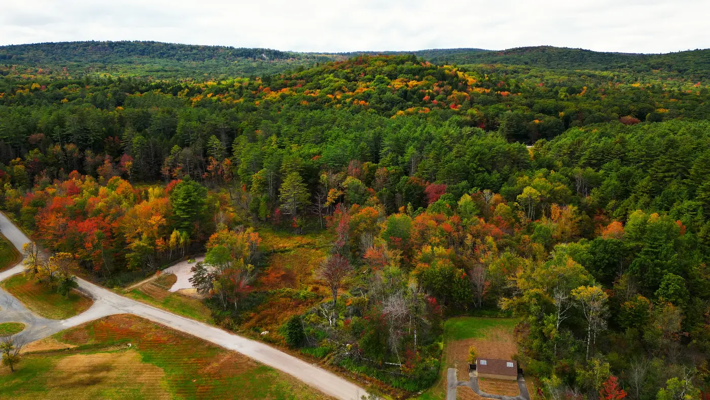 Fall forest aerial