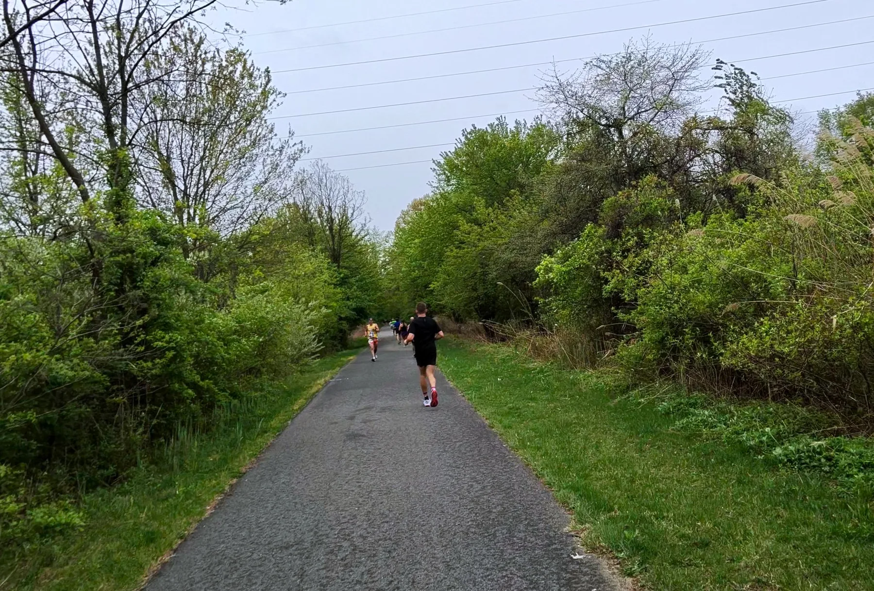 Long straight forest trail