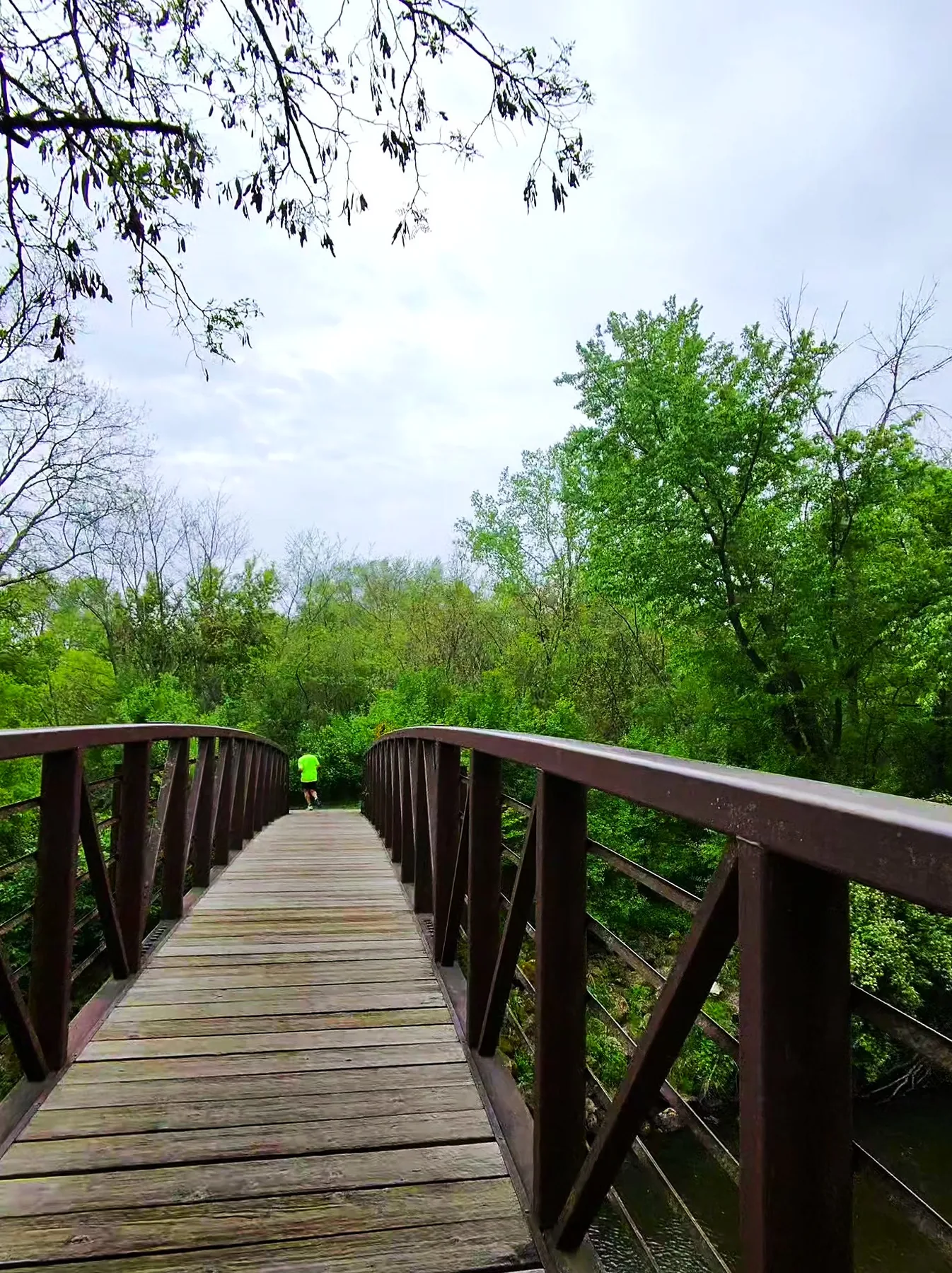 Wooden bridge in the forest